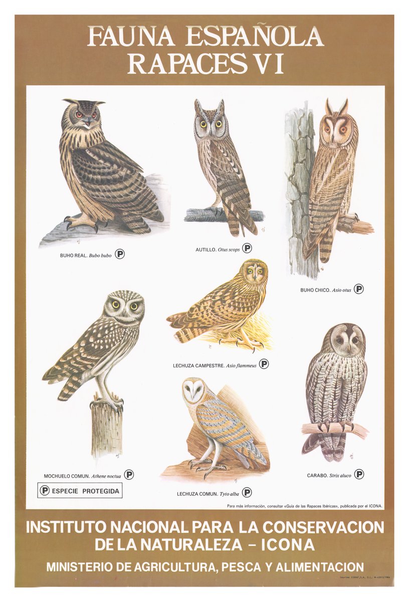oapngob's tweet photo. 🧹Seguimos compartiendo los póster vintage que hemos desempolvado de nuestro predecesor, el Instituto para la Conservación de la Naturaleza (ICONA)🌳

🗓️Hoy en #ICONApopsters📜:Rapaces IV🦅

📚Si te gustaría tener alguno de los que hemos publicado, envía un📨 a doc.ceneam@oapn.es https://t.co/yvVbsaptNj