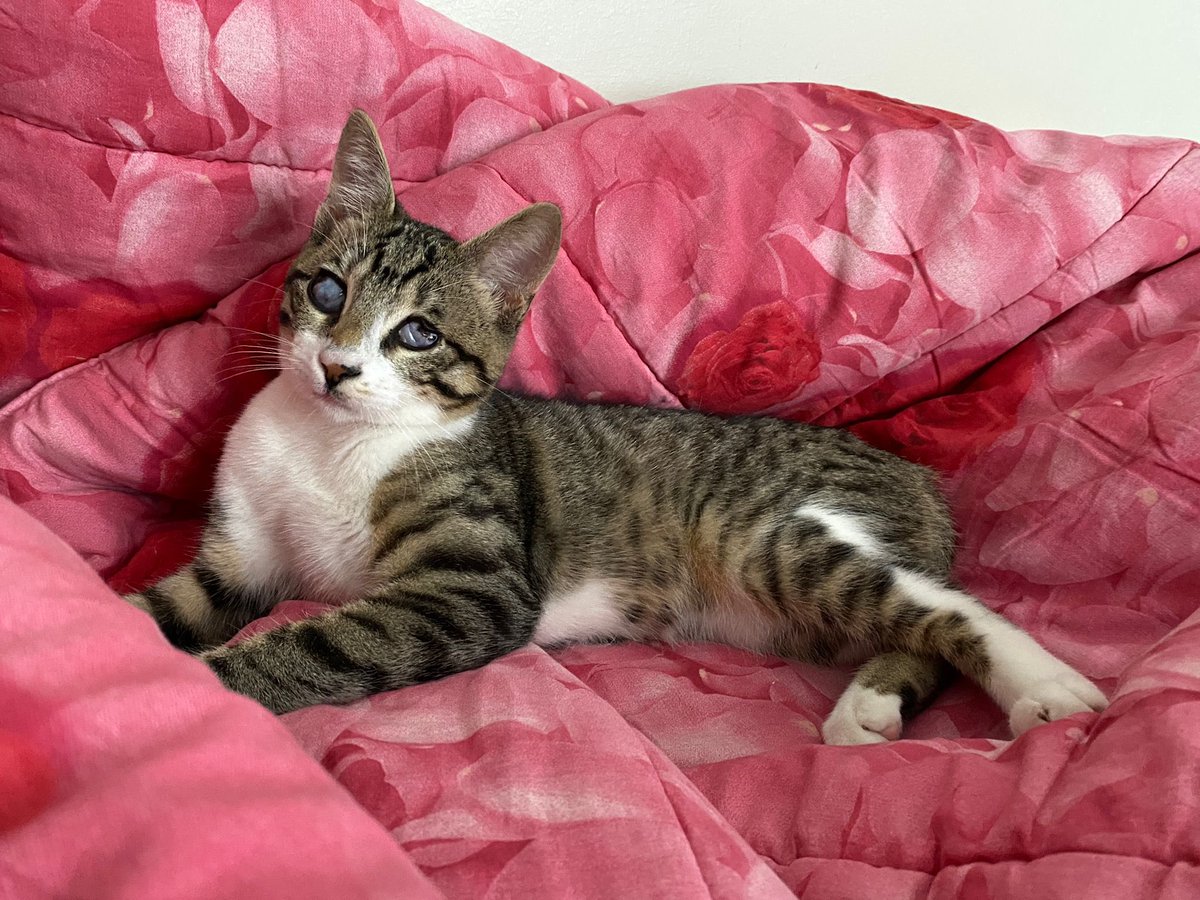 kedim Fındık kayboldu tekir, görme engelli göz kapakları açık ama gözleri hep erimiş/kaymış durumda Soğanlık Kartal TOKİ ortaokulunun çevresinde kayboldu #kayıpkedi #kedi x.com/i/communities/…