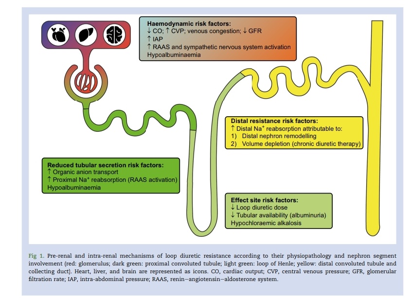 Diuréticos en Pacientes Críticos 💧🏥

🔰📚British Journal of Anaesthesia 2025

doi: 10.1016/j.bja.2025.02.032

Enlace a Artículo Completo 👇🏼🆓✅t.me/SoMELaguna