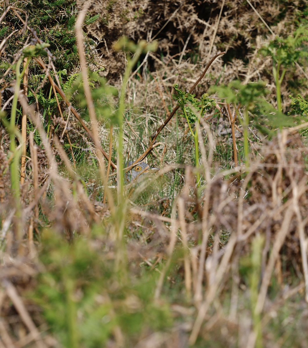 Steve Sanderson (@stevesando1) on Twitter photo Lurking.
<a href="/CBWPS1/">Cornwall Birds</a> #cuckoo #birds #birding #NaturePhotography #NatureLovers #wildlifephotography #birdphotography
#birdphotography Lurking.
<a href="/CBWPS1/">Cornwall Birds</a> #cuckoo #birds #birding #NaturePhotography #NatureLovers #wildlifephotography #birdphotography
#birdphotography