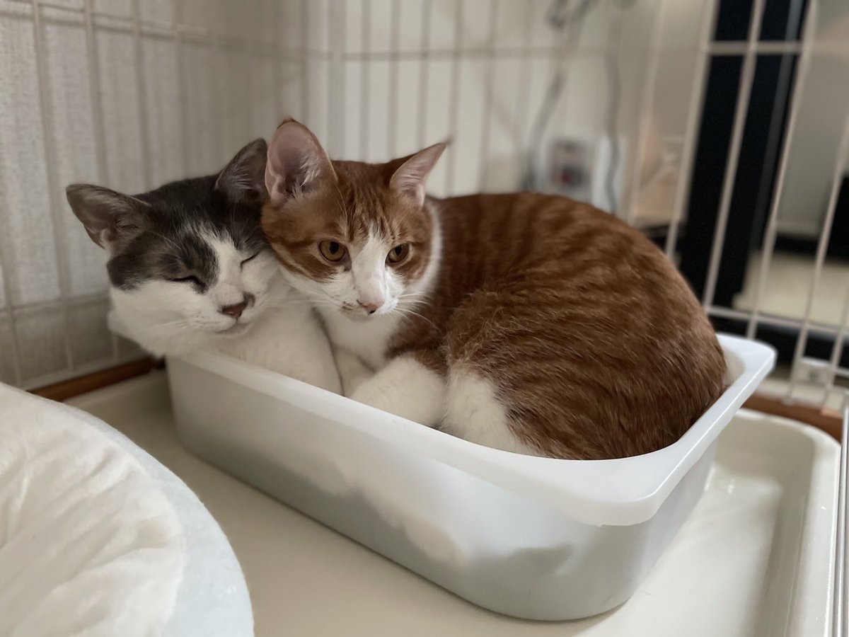 記事を読んでくださった方、ありがとうございました！おやすみなさい！