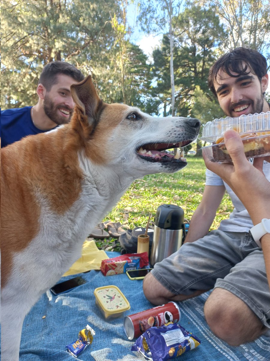 alinestrelows's tweet photo. Pelo menos ele participa de piquenique e tu nada https://t.co/gk1pTv2nt5