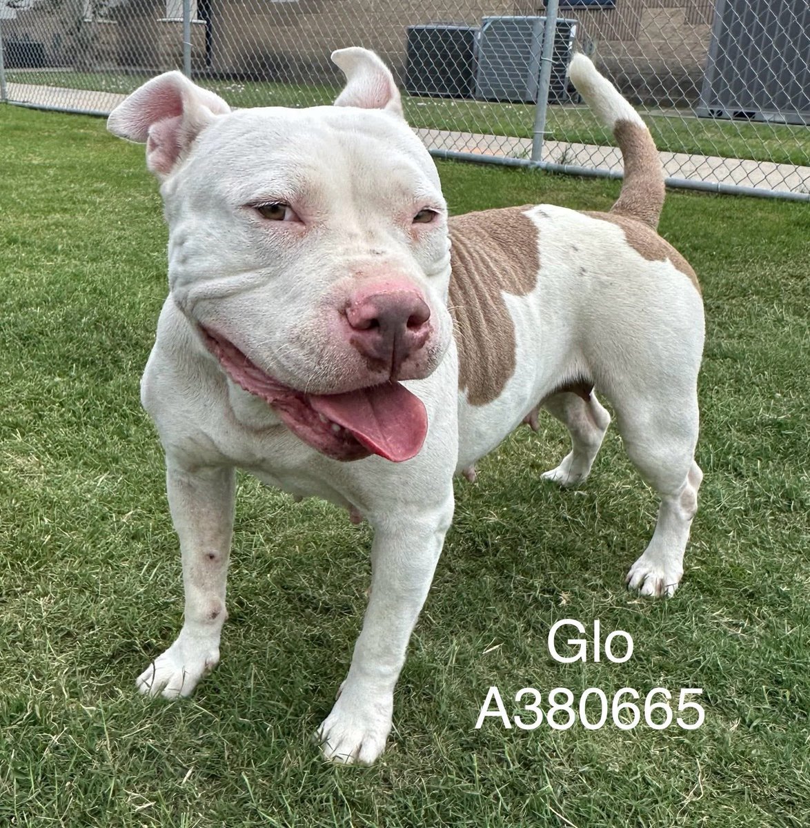 LisaBrabson's tweet image. GLO #A380665 3yo, 
Absolutely adorable little chunk of love,GLO is an outgoing girl,so pretty!
She is a lover of life,it shows i her "GLOrious," smile!
She will b a fabulous companion if u save her wee life!
PLZ #ADOPT #FOSTER OR #PLEDGE TO ATTRACT A RESCUE 🛟 #CorpusChristi ⏳