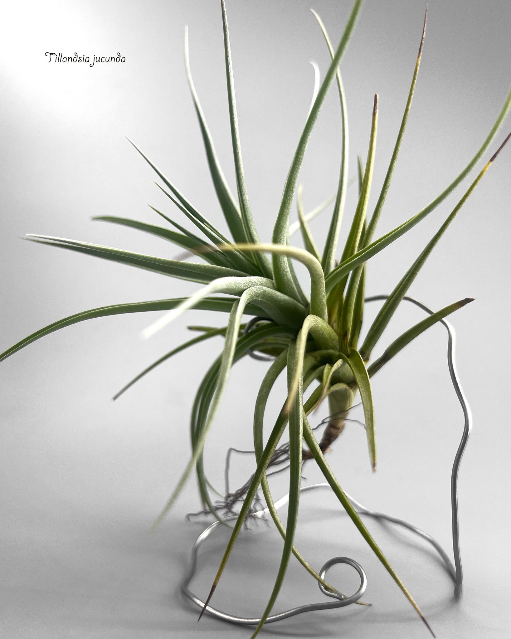 チランジアドミンゴズフンキアナエアープランツ