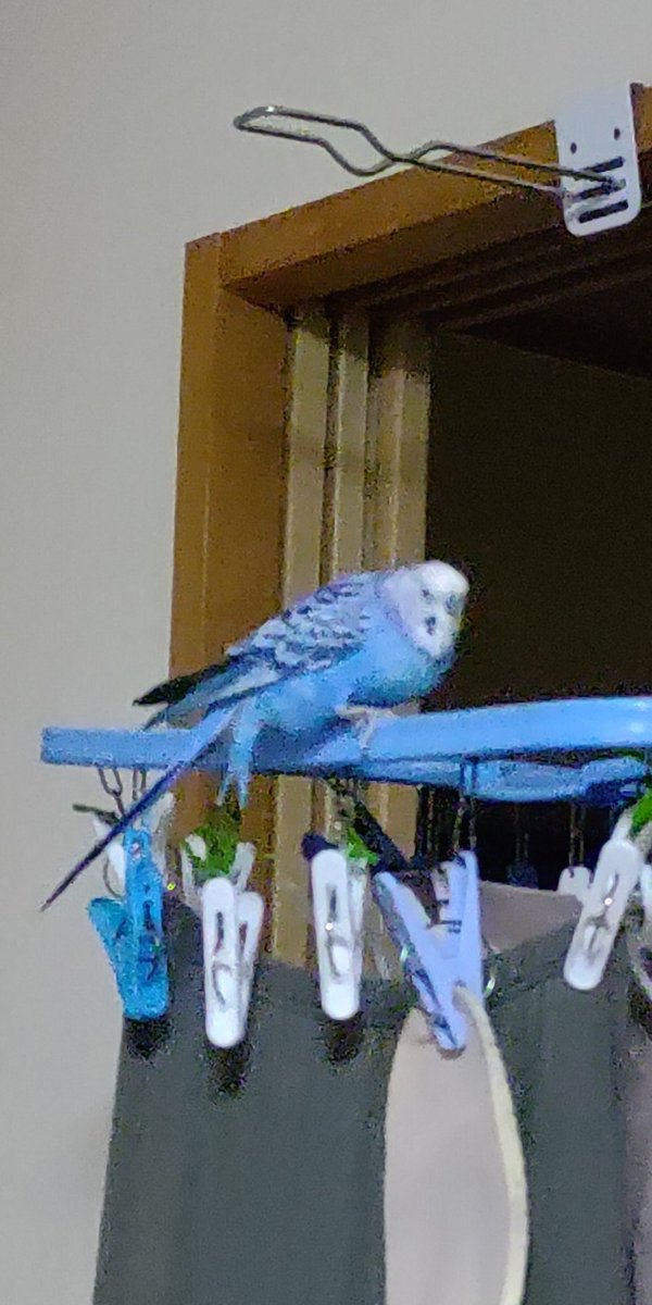 pipipi tweet media