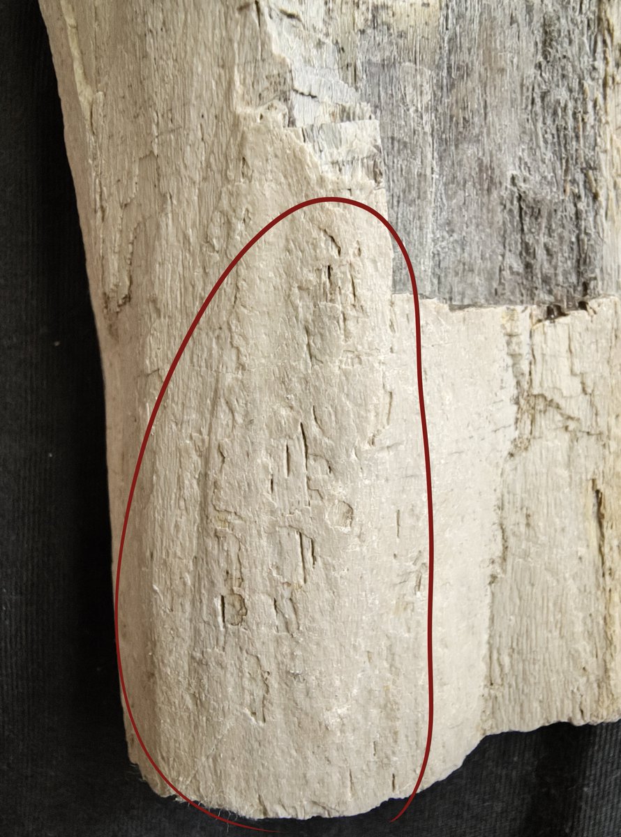 Ty_ranus's tweet photo. Recently i purchased this Maiasaurus rib section and while inspecting it i noticed these lines  and i wanted to know could these be teeth marks left from a small carnivora  or something else    

#Fossil #Dinosaur https://t.co/F5Oa5chiSf