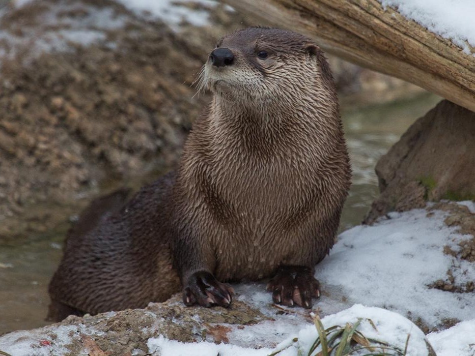 Calling All Educators! The Smithsonian’s National Zoo and Conservation Biology Institute is accepting applications for summer educator professional development opportunities. 

Utilizing River Otters and Trail Cameras to Build Data Literacy in Your Classroom is a half-day