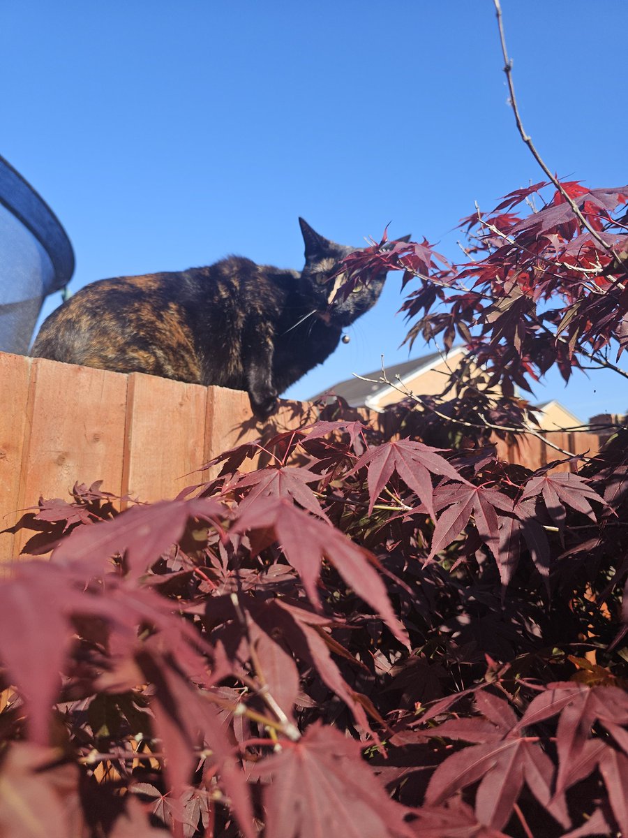 Mum stop worrying I'm just looking over the fence I'm not going to jump anywhere. I still don't like the big world I'm just looking. #CatsOfX