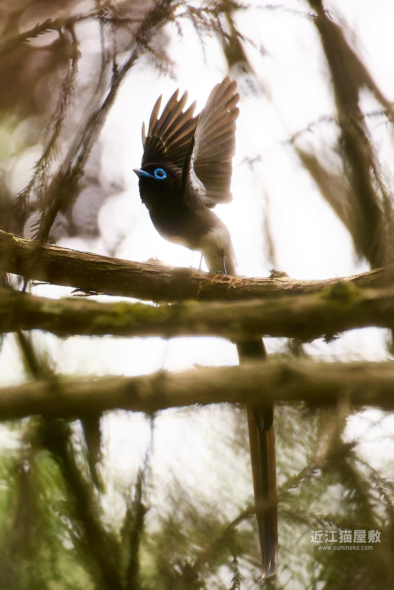 バサッッッ。 #サンコウチョウ #野鳥撮影 #野鳥観察 oumineko.com/archives/33902