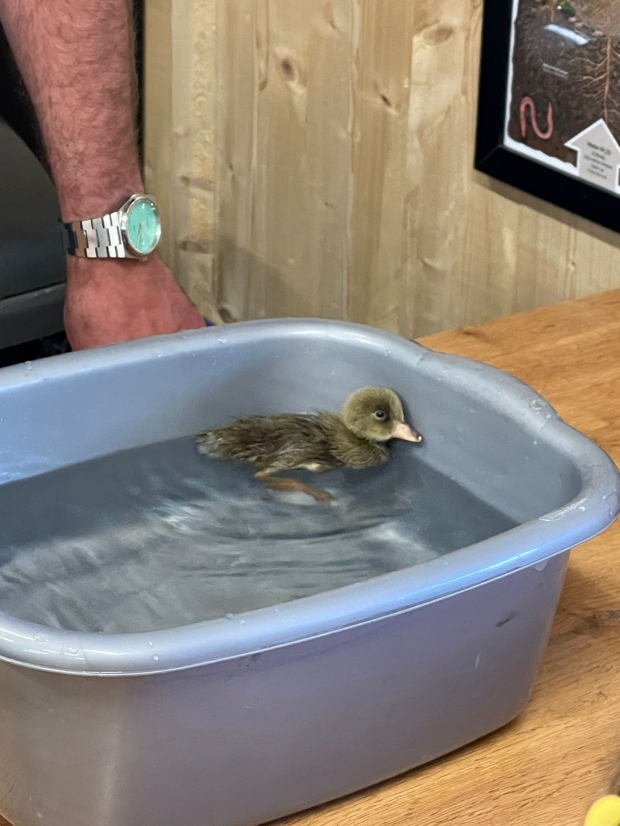 FoAS_PTA's tweet photo. Duckling cuteness π #experiencesforkids #pta #friendsof #ptapurchase https://t.co/R3K1tRsbrl