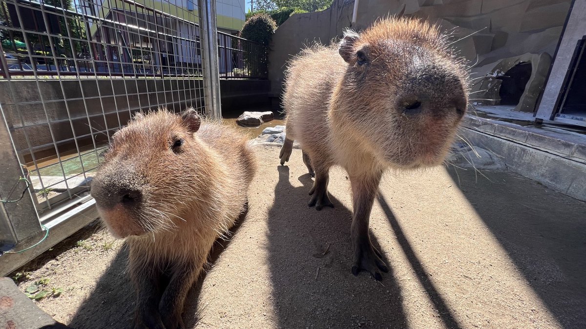 周南市徳山動物園(公式) on X