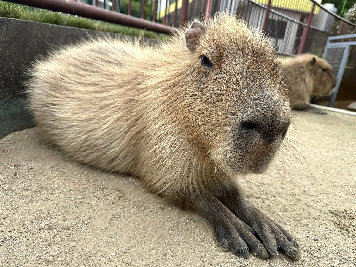 周南市徳山動物園(公式) on X
