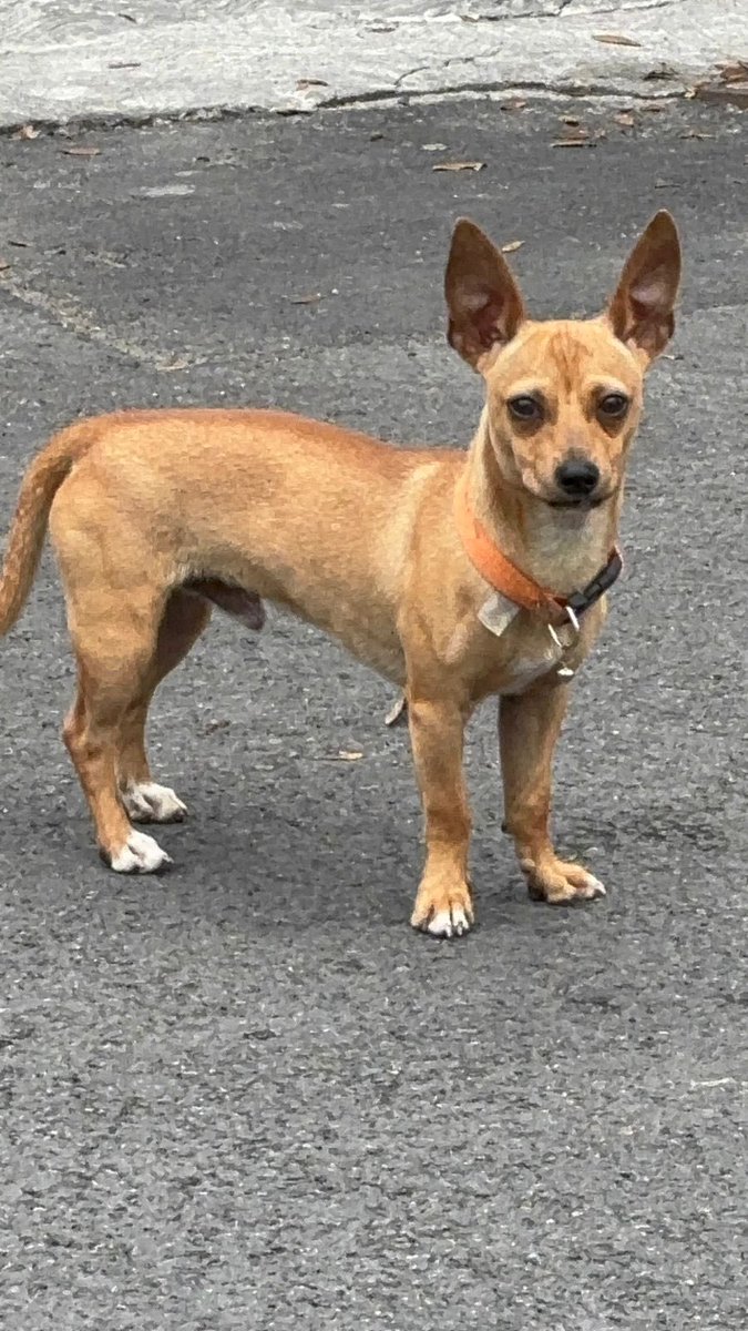 Me reportan perrito que parece perdido visto suelto en las calles Laredo con Herradura (Lomas del Valle) en #spgg a las 7:30am