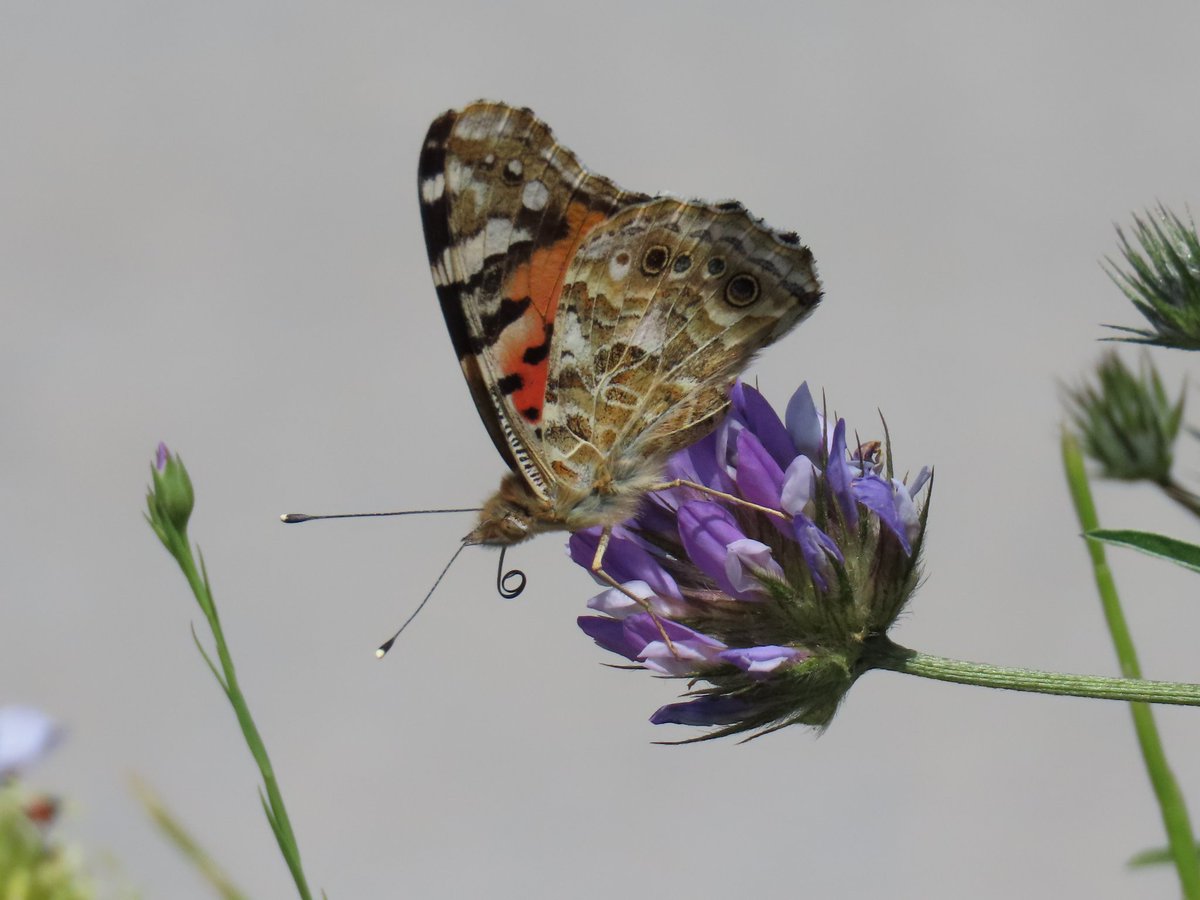 Day 2 in Skiathos, Greece.

3 hours at Strofylias lake got me up to 33 species.
3 Eleonora's, 2 Bee-eater, 2 Eastern olly, 1 Night heron, 2 Red-backed shrike, 4 Alpine Swift, 2 Pallid Swift, 4 Red-rumped Swallow, 1 Turtle dove, 1 Lesser Kestrel, 1 Eastern Subalpine warbler.