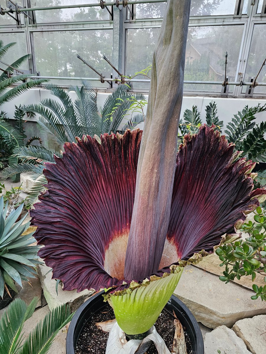 It's beautiful! And stinky! It's beautifully stinky! See it in full bloom today from 7 AM until 11 PM!
#StinkFloyd #CorpsePlant #amorphophallustitanum