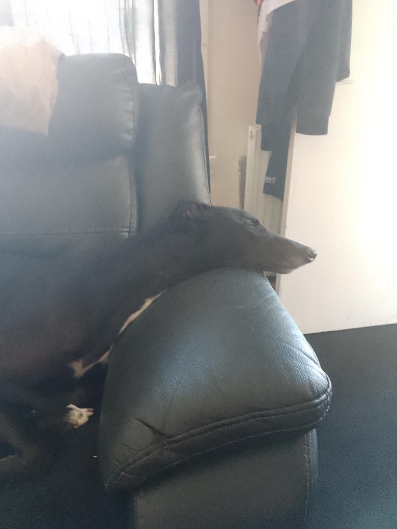 Haz bin busy busy day so time for a quick nap before I leave mum and dad fur ma holibobs! I still finks I could fit in Dems sootcase 😡