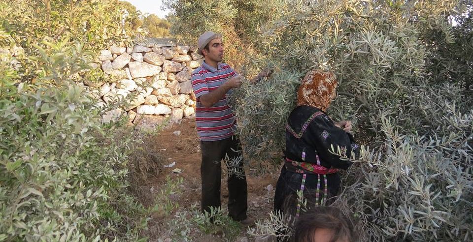 juliensueres's tweet photo. 🕊️ Soutenez la campagne de solidarité du PCF pour la Palestine: « 1 million d’oliviers pour la paix » !

👉 Vous pouvez contribuer à hauteur de 10€ pour un olivier en Palestine ici: https://t.co/VaDDSJGhvD

👉 Pour tout savoir sur cette initiative du PCF: https://t.co/N5ES53uhOC https://t.co/ftCDRkH6zt