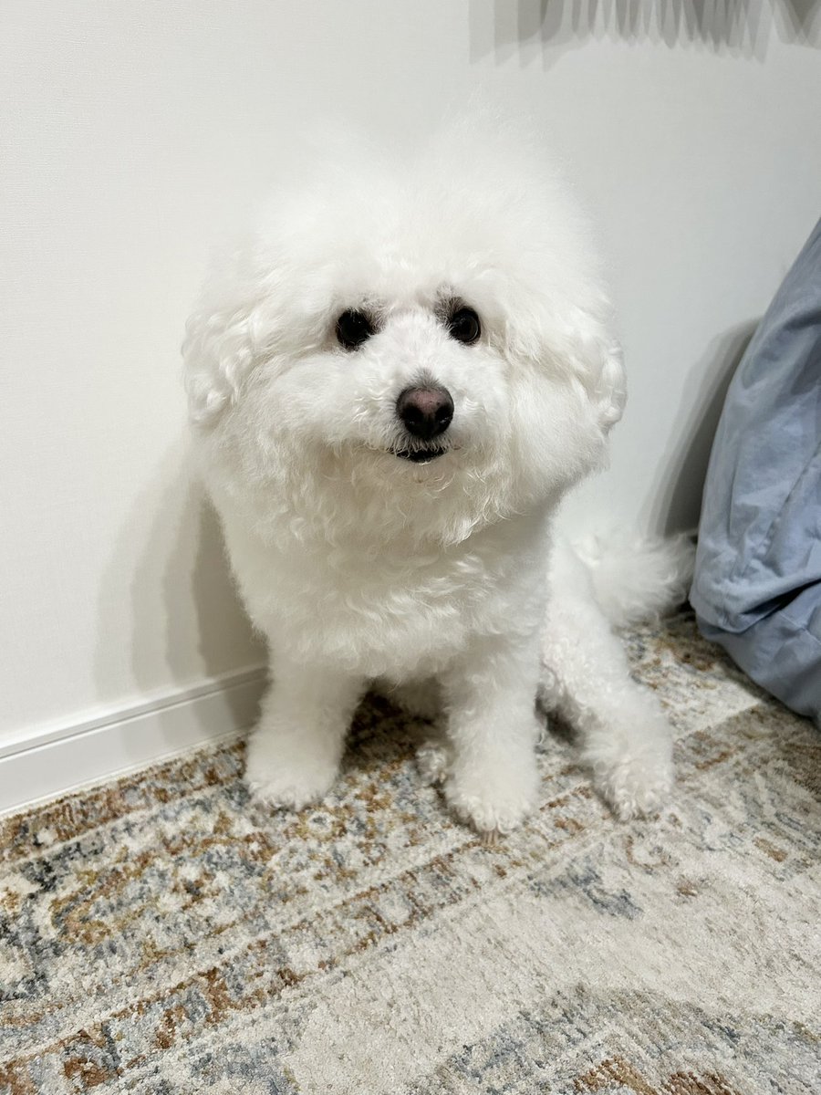 💭プペル💭ビションフリーゼ (@poupelle0619) / Posts / X