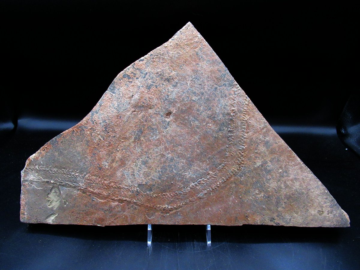 Trilobite Tracks (Cruziana) #49 – $225
A remarkable trace fossil from the Lower Ordovician (~445 million years ago)
 Hamar, Morocco
Let’s explore what makes this specimen special 🧵👇
prehistoricfossils.com
#Paleontology #FossilsForSale #Trilobite #PrehistoricFossils #track