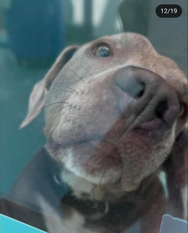 NMHP (@nmbewitched) on Twitter photo #SundayMorning 
Beasty saying Good Morning 
Reminding you he is still in a cage at #QACC #NYCACC 
His #Adoption fee is waived along with all dogs over 40lbs.
He is looking forward to meeting you #SundayMorning 
Beasty saying Good Morning 
Reminding you he is still in a cage at #QACC #NYCACC 
His #Adoption fee is waived along with all dogs over 40lbs.
He is looking forward to meeting you