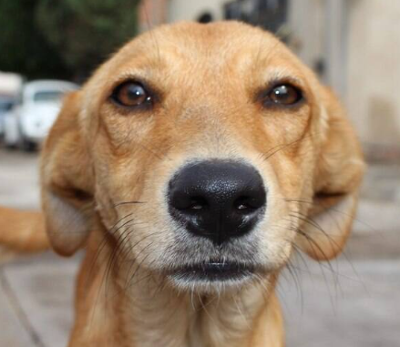 LV666Crypto's tweet photo. @launchcoin $karamel + brazilian poor dog https://t.co/dFKtCUq5Ay