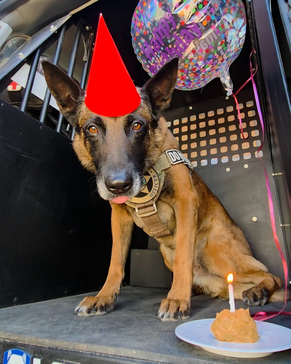 It's our K9 Officer Samson's birthday

Samson's partner, K9 Unit Supervisor Ian, gave him a pup-cake to celebrate his 8th birthday, which, of course, he thought was yummy. Join us in wishing Samson a happy birthday 🎉