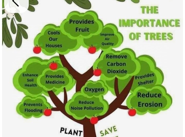 AmantRamgharia's tweet image. #ImportanceOfTrees