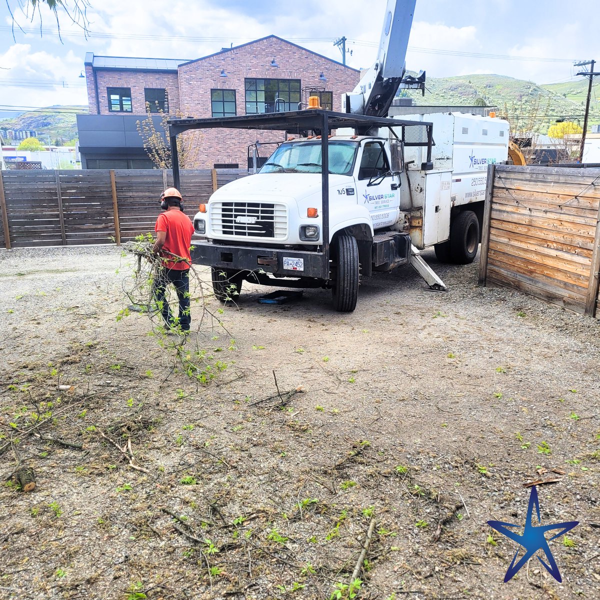 silverstartree's tweet photo. Cleanup in progress 🌿🧹
Our Silver Star team doesn’t just trim trees, we leave your space clean and tidy too. Professional service from start to finish.

Get Started: https://t.co/eJF0miXNuZ

#TreeService #CleanWorksite #TreeCareExperts #SilverStarTreeService #BranchCleanup https://t.co/DKKbrqzk2Q