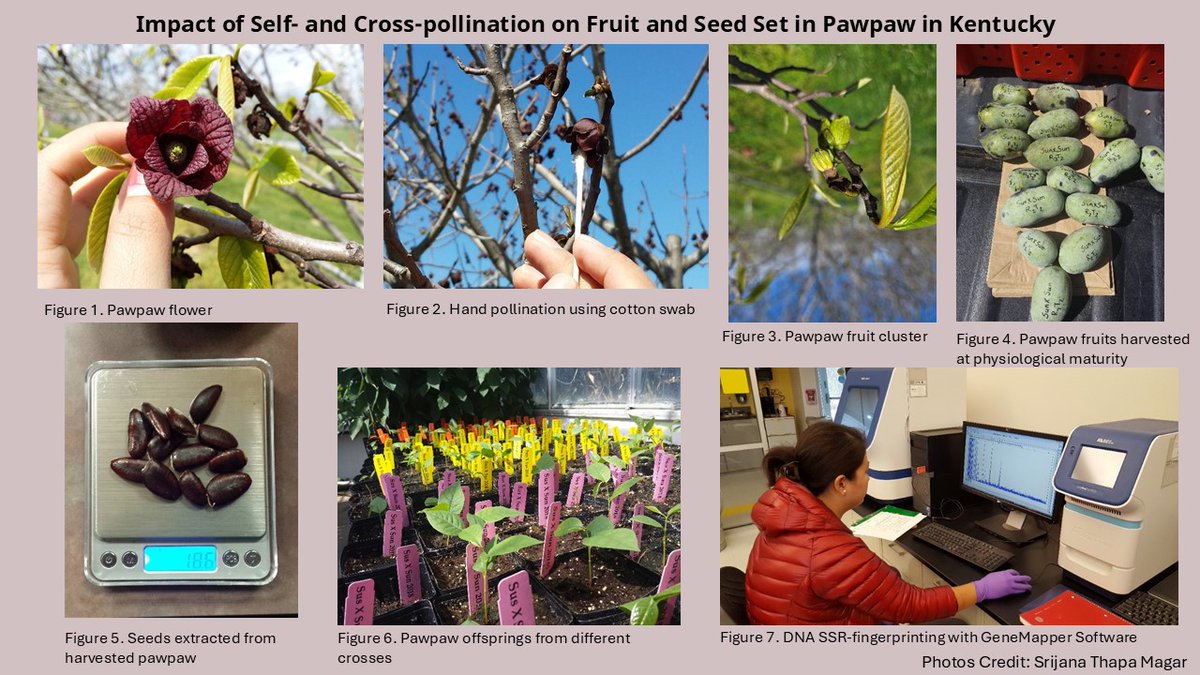 ASHS (@ashs_hort) on Twitter photo Self-pollination occurs in the pawpaw cultivar, āSunflowerā, at a low rate but cross-pollination remains crucial for optimal fruit set and seed development in pawpaw production. This study provides a basis for improving yields.
doi.org/10.21273/HORTSā¦
<a href="/KyStateU/">Kentucky State University</a> Self-pollination occurs in the pawpaw cultivar, āSunflowerā, at a low rate but cross-pollination remains crucial for optimal fruit set and seed development in pawpaw production. This study provides a basis for improving yields.
doi.org/10.21273/HORTSā¦
<a href="/KyStateU/">Kentucky State University</a>