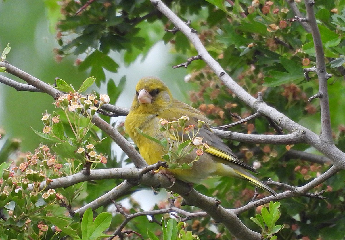 Greenfinch today at Crossness. 18/5/25