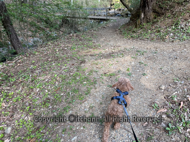 itchann's tweet photo. 【初犬連れキャンプした地を再訪】 全犬種中2番目に賢い犬でも思い出の場所は記憶しているのかというと…
https://t.co/X8jnNkcWb9

#何がなんでもキャンプだし
#せせらぎ荘キャンプ場
#犬連れキャンプ
#ソログルグルキャン
#トイプードル
#ココア
#MSRドラゴンフライ
#リペア https://t.co/I6lNdG2Wzd