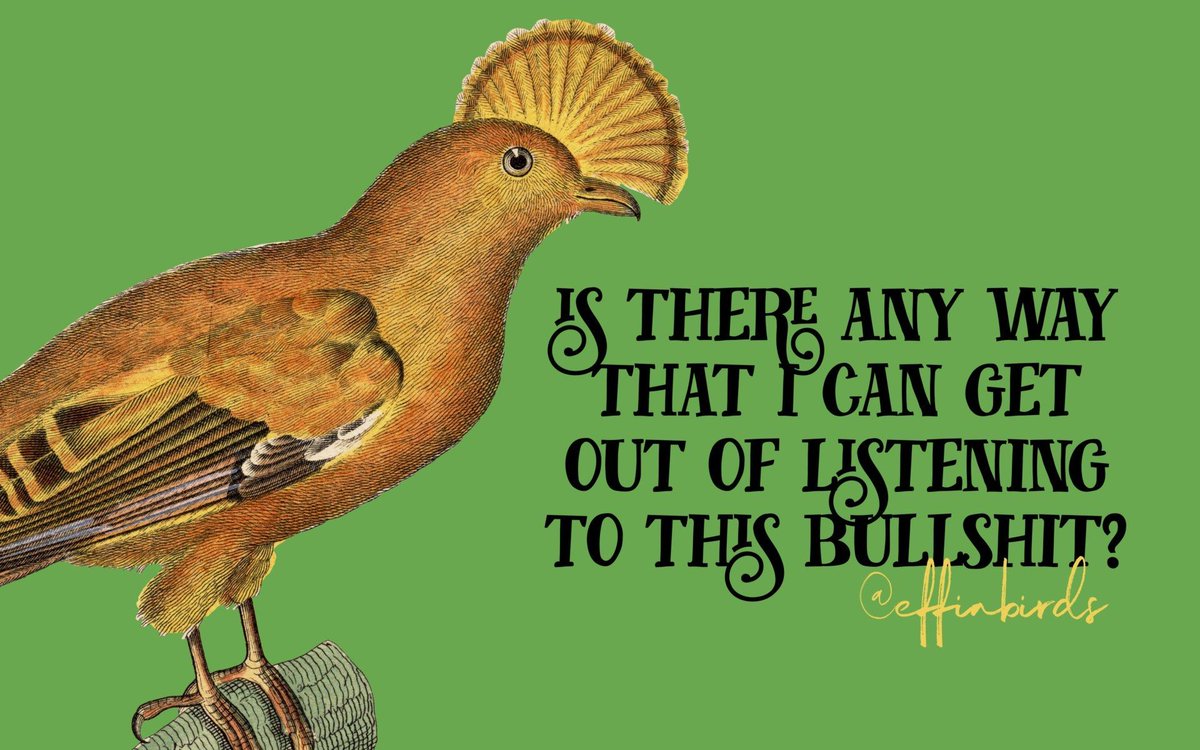 Effin' Birds (@effinbirds) on Twitter photo 