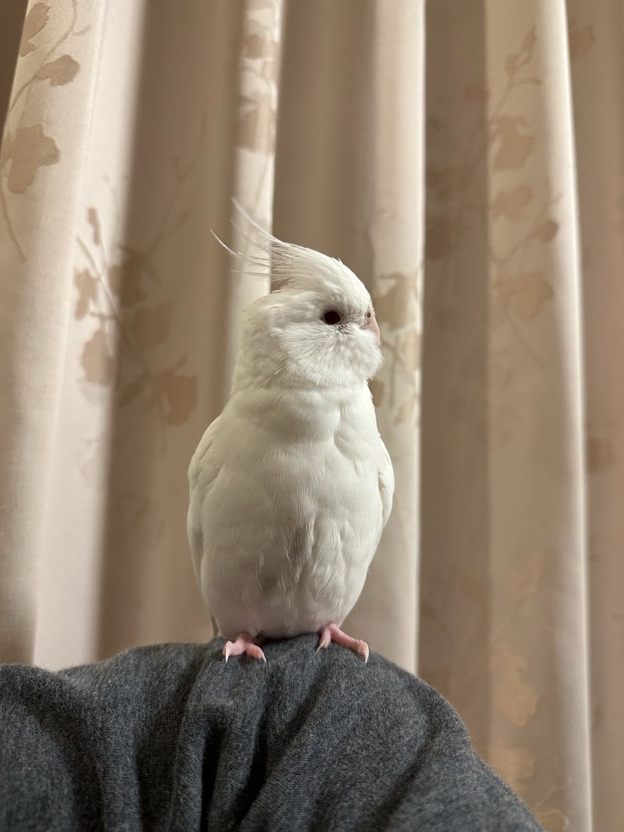 help_jaja_okame's tweet photo. 【迷子ペット】2025年5月18日
愛知県清須市でオカメインコの「ジャジャ」ちゃん、4歳女の子。
警戒心は強いですが、足元に手を伸ばすと乗ります。
捕まえようとすると逃げてしまいます。
#オカメインコ迷子鳥 #オカメインコ #迷子ペット #愛知県清須市 #拡散希望 #拡散希望RT #迷子のインコ https://t.co/sTVLIzl3el