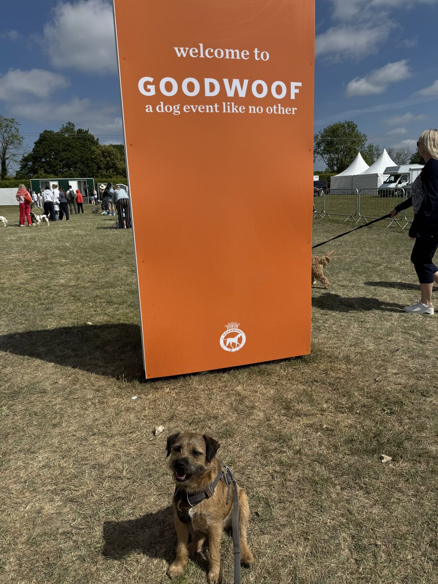 chesterterrier's tweet photo. The most expensive dog walk ever! #goodwoofdogs ๐พ๐ถ #btposse https://t.co/9BDg6UFZAq