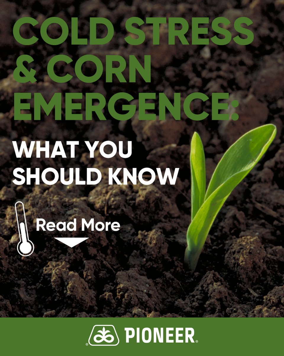 PioneerSeeds's tweet photo. Cold temps ahead? 🌡️ Know what your corn is up against. Learn how timing and conditions can make or break emergence. 👉 Read More Here: https://t.co/RErlBGagZu
#PlantPioneer #CornEmergence https://t.co/7ZkEIXZ1rb