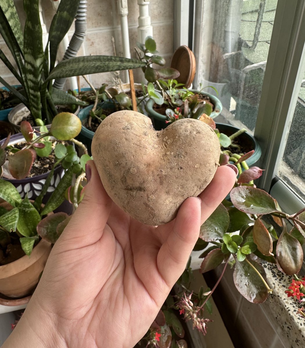 Aşk patatosu ❤️