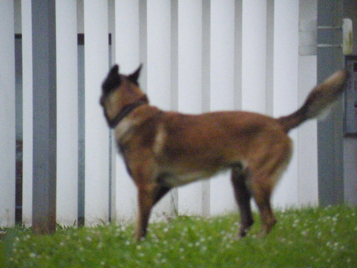 PietonB's tweet photo. Évry (91)
Le Pic-nic dans un parc municipal tourne au drame
Femme grièvement mordue par un chien sans laisse
https://t.co/GqzX1H1YUn 

Bayonne

Des centaines de chiens dangereux errent sur les espaces verts

La municipalité laisse faire

Bientôt un mort ?

ETCHEGARAY = DÉMISSION https://t.co/7qQMrTyoX5