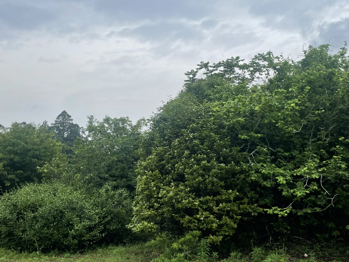 ハイセンシ8日目 森🌳 🌲 🌳 🌲 🌳 🌲 🌳 🌲 🌳 🌲 🌳 🌲 🌳 🌲 🌳🌲🌳