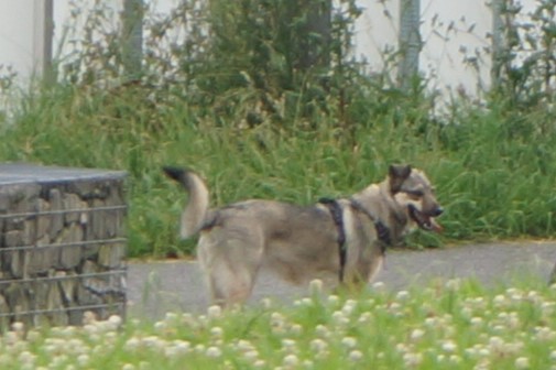 PietonB's tweet photo. Évry (91)
Le Pic-nic dans un parc municipal tourne au drame
Femme grièvement mordue par un chien sans laisse
https://t.co/GqzX1H1YUn 

Bayonne

Des centaines de chiens dangereux errent sur les espaces verts

La municipalité laisse faire

Bientôt un mort ?

ETCHEGARAY = DÉMISSION https://t.co/7qQMrTyoX5