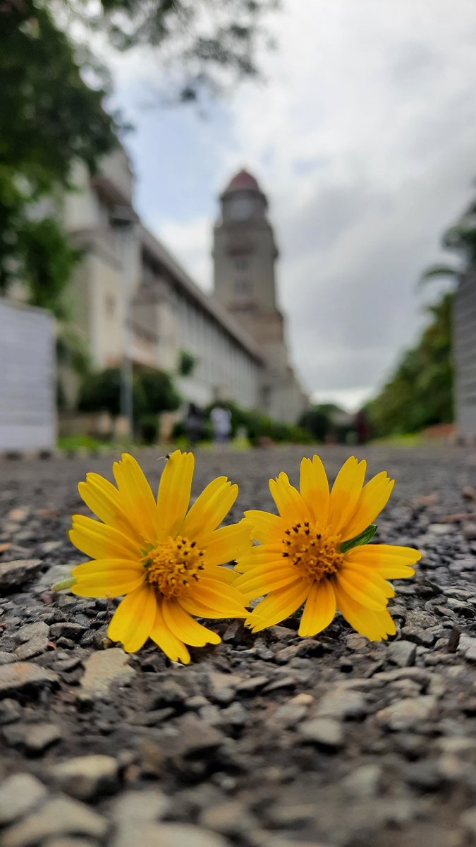 SatishUppar1's tweet photo. Karnatak University Dharwad.
Pic credirt: SRM https://t.co/eXbCUKn4IX