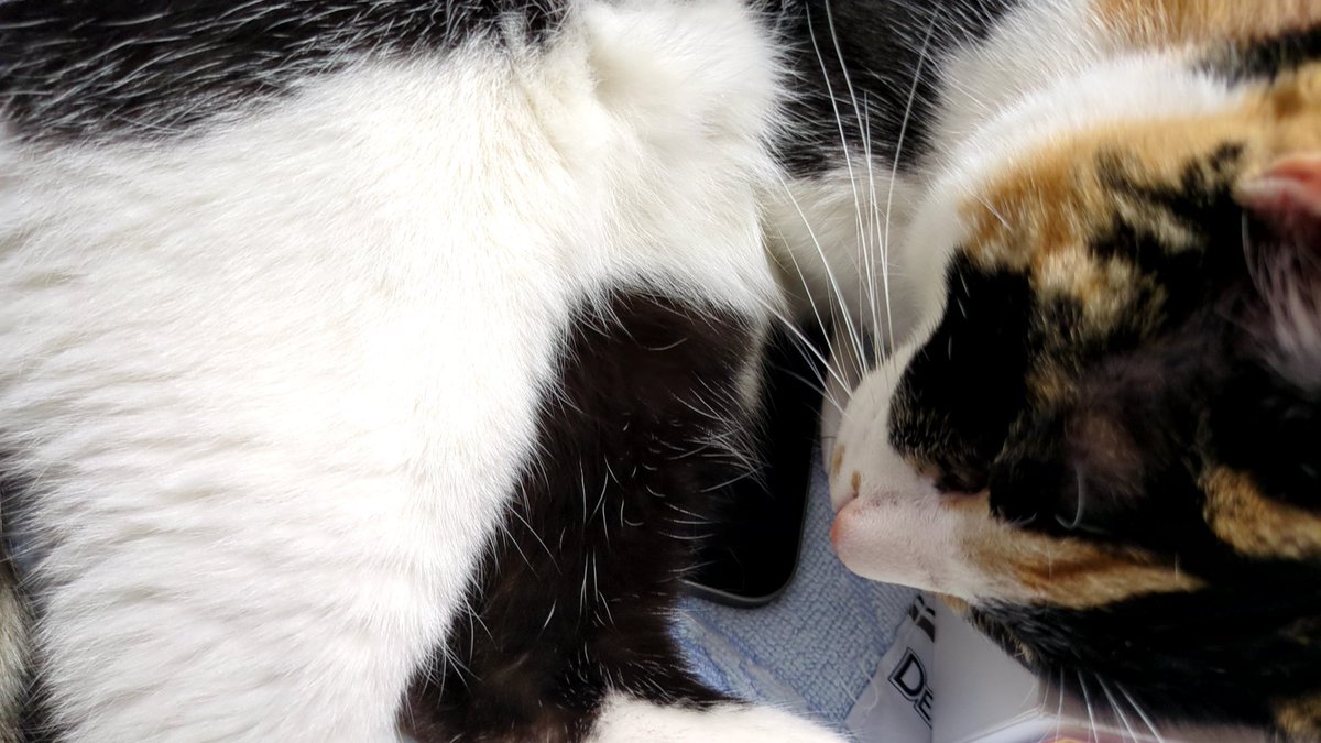 iPadが占領されてしまった… 