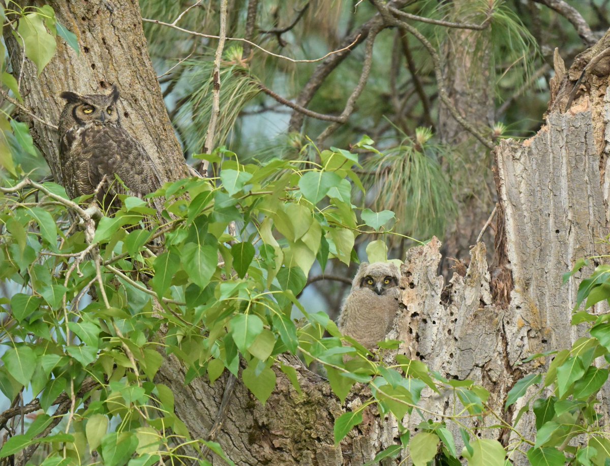 SeattleMaven's tweet image. How fun! After months of hoping ... and then waiting ... our owlets have arrived! They&apos;re about six weeks old now and just beginning to adventure out into the world. Bonus points that I get a view of &apos;em right out my window! #birdnerd #owlets