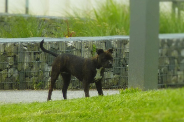 PietonB's tweet photo. Pierric
Des attaques de chiens errants signalées dans la commune
https://t.co/RAoSIZfnHh

BAYONNE

Les voyous du lobby canin laissent leurs chiens errer sur l'espace public

Pas de laisse
Pas de muselière

DANGER  PERMANENT

Que fait le maire pour protéger la population ?

#tpmp https://t.co/LyIUuMe3Ep