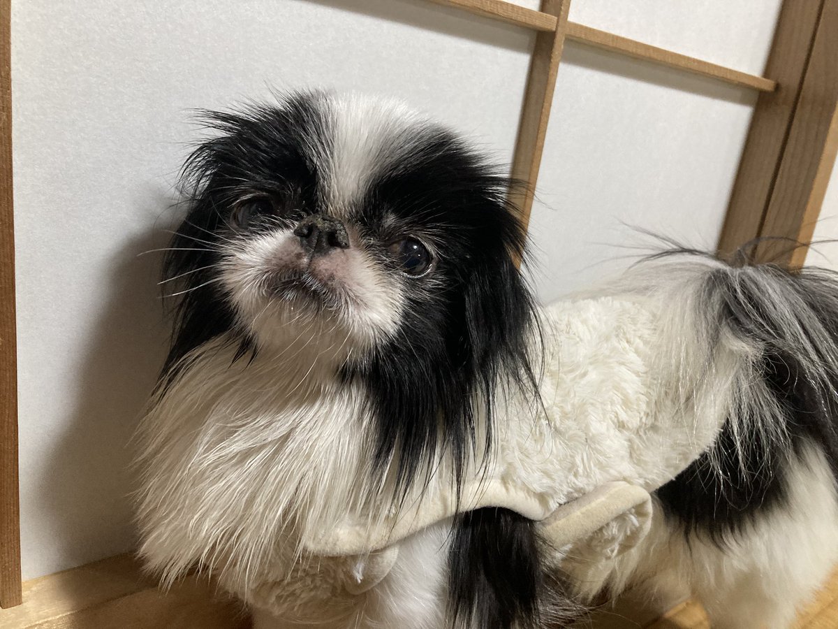 Ggrty17's tweet photo. 実家で老犬を風呂に入れた。
洗ってる時は嫌がってたけど
体が乾くと快適になったせいか
妙に体を擦り寄せてきた。 https://t.co/J57VE4Kekd