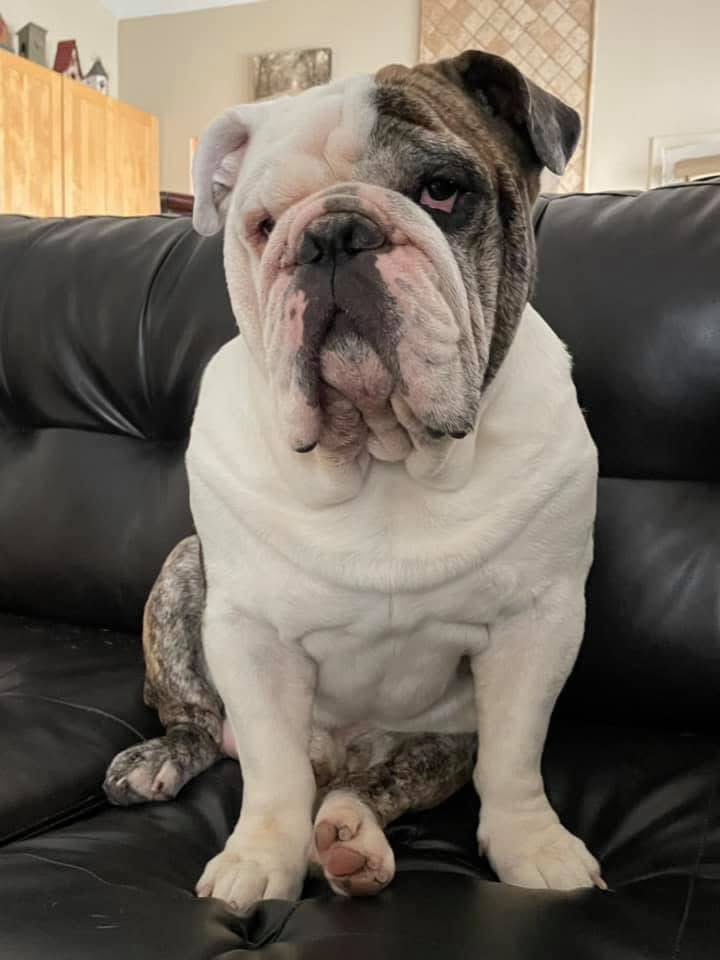 joypcoffee's tweet image. Yesterday, Carson had meatballs and pizza crust.

Today, filet mignon.

Our boy is going to heaven tomorrow.

I’ll miss him forever.