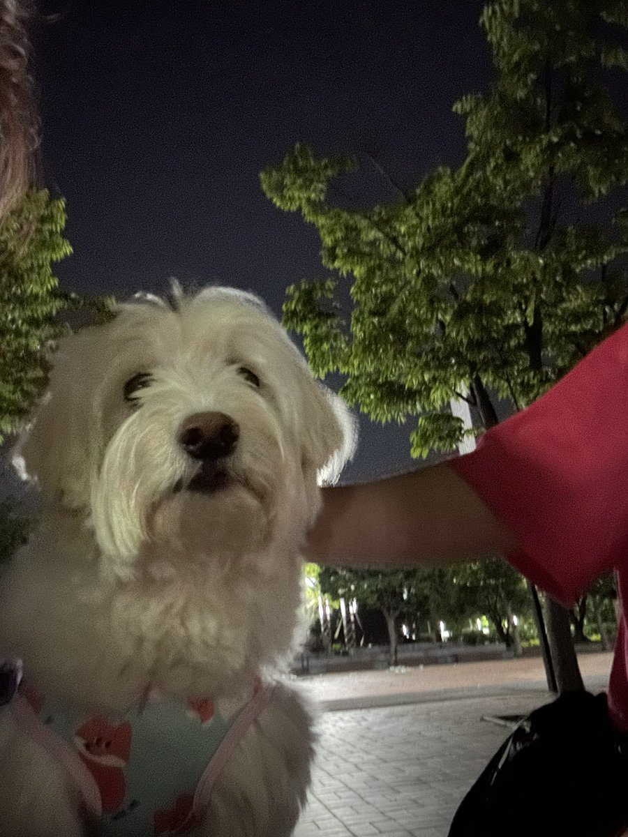 뷔똔을 성공했기때문에 잠시 앉아서 오로로로우루루루오구오구 와랄랄랄랄 우쭈쭈를 당햠.