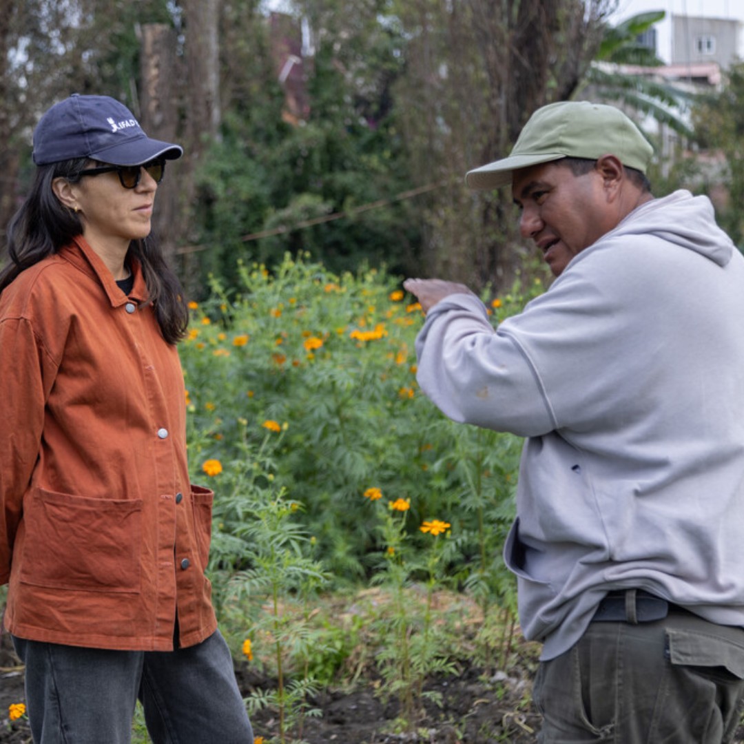 IFADespanol's tweet image. El es Jorge, agricultor de #México.
Cultiva verduras y flores en su chinampa con prácticas sostenibles usando agua tratada y fertilizantes naturales.
Es candidato de AgriBioMex, un proyecto apoyado por el FIDA que conserva la biodiversidad y respalda a productores rurales .🌱🌼