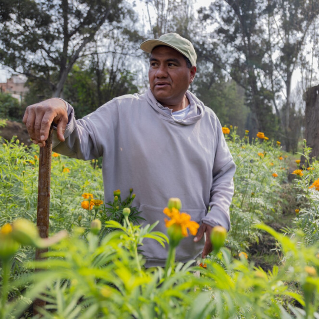 IFADespanol's tweet image. El es Jorge, agricultor de #México.
Cultiva verduras y flores en su chinampa con prácticas sostenibles usando agua tratada y fertilizantes naturales.
Es candidato de AgriBioMex, un proyecto apoyado por el FIDA que conserva la biodiversidad y respalda a productores rurales .🌱🌼