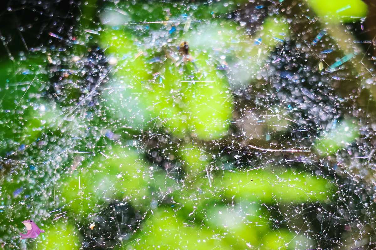Sir_Porp's tweet photo. Some more 

#naturephotography #photography #spider #nature #hike #rwap #reviewer https://t.co/woUNOOQpWS