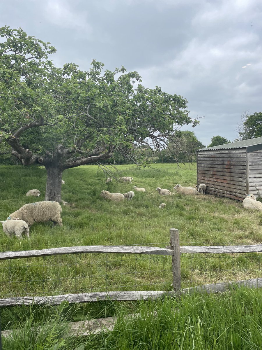 Recording a very special song today. Meanwhile, here’s some studio sheep. 😁